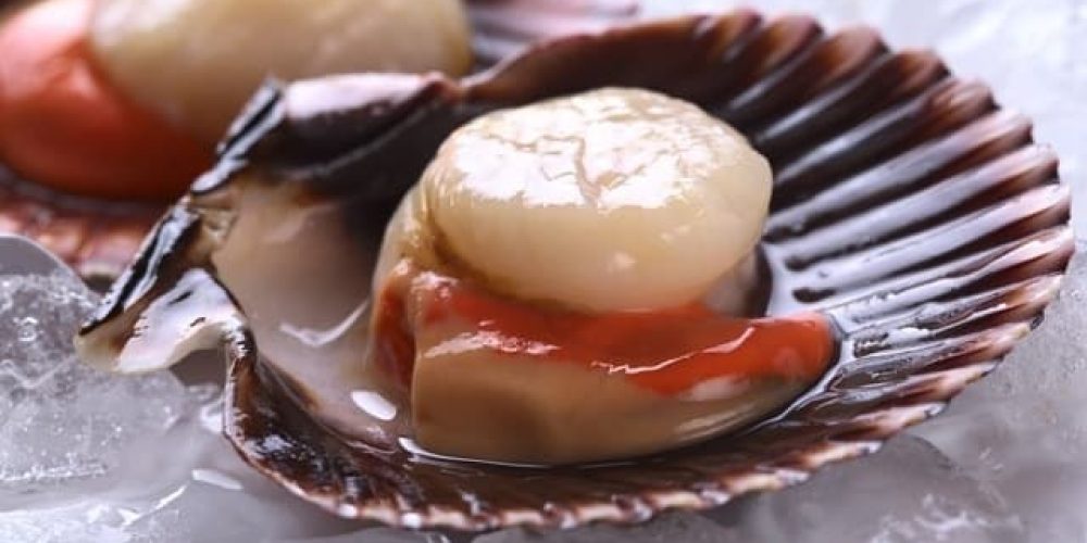 MANGER DE LA COQUILLE SAINT-JACQUES, C’EST BON POUR LA PLANÈTE !