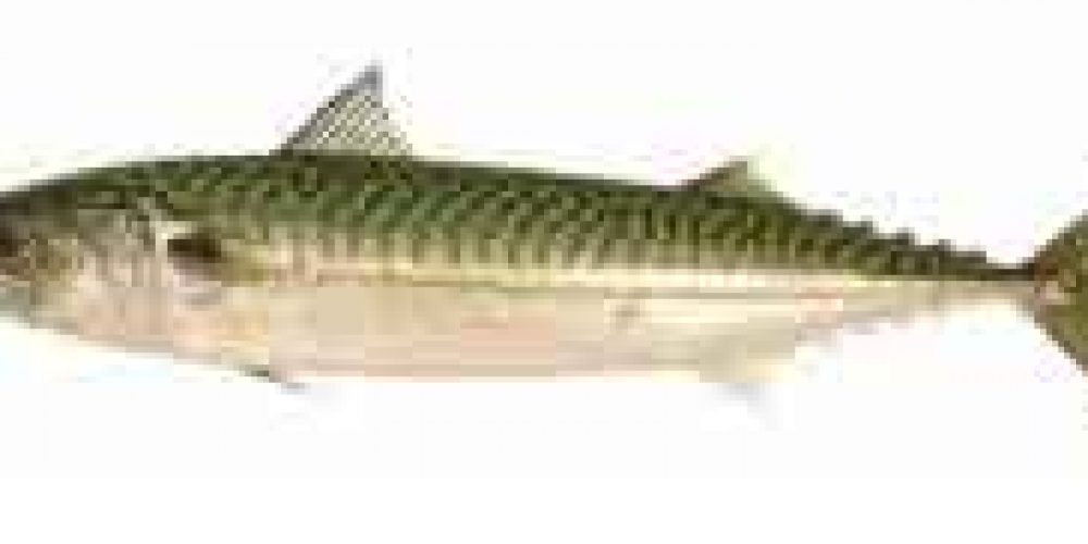 Manger du maquereau, c’est bon pour la planète !