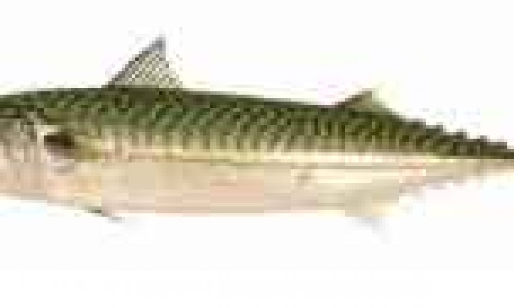 maquereau