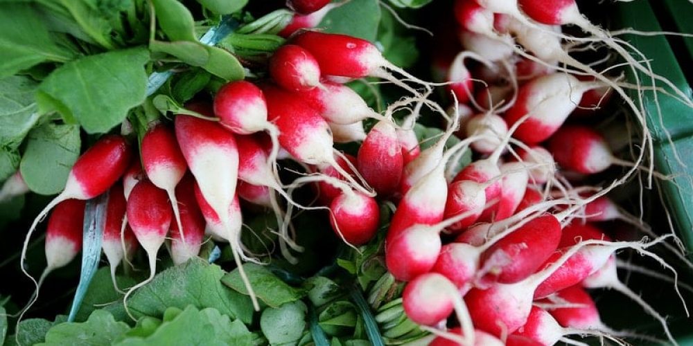 En avant pour le Radis !! Moi, je dis Oui …