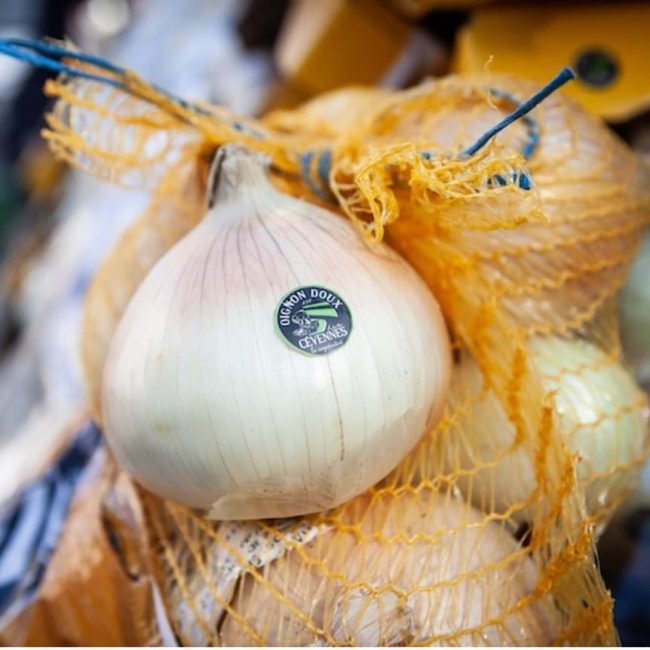 L&rsquo;oignon doux des Cévennes, le grand séducteur