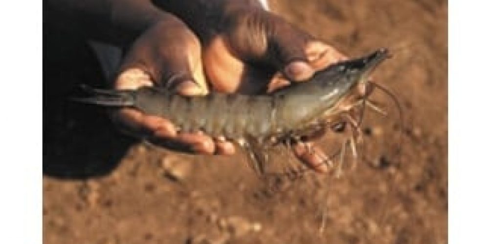Manger des crevettes de Madagascar