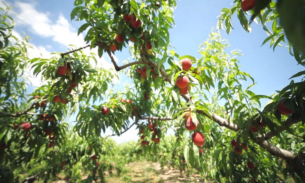 Teaser final avec etalonnage FR.Image fixe016