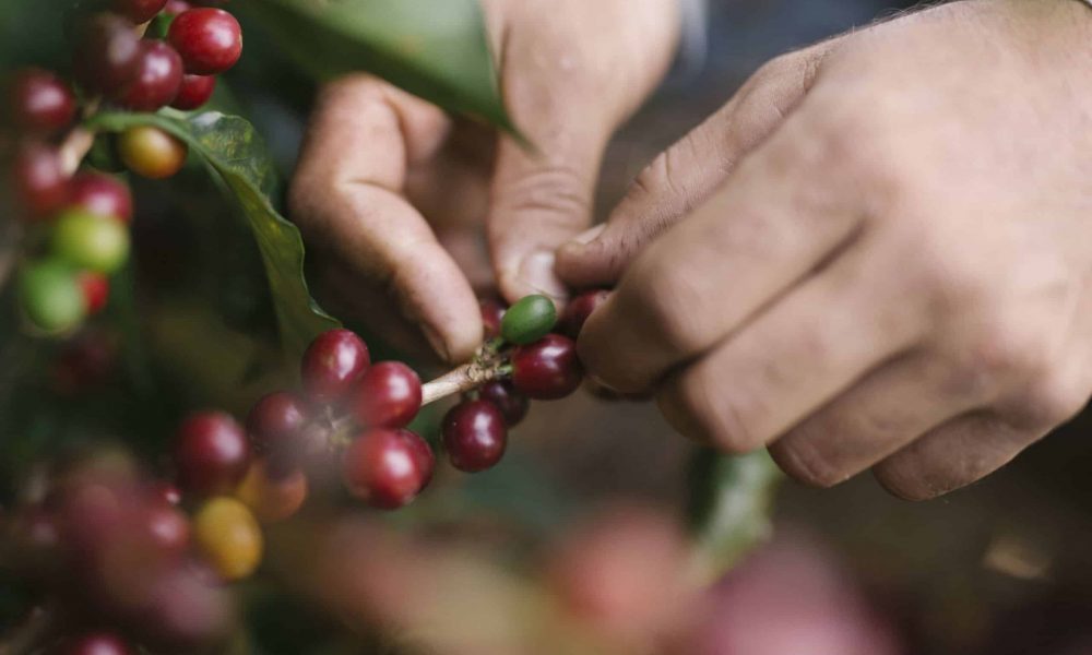 NESPRESSO COSTARICA STILLS HD 32