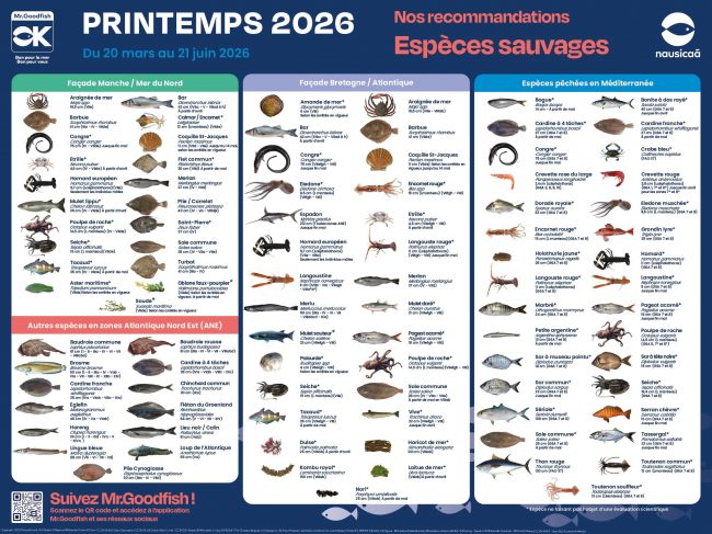 Découvrez le nouveau poster Printemps Mr.Goodfish !