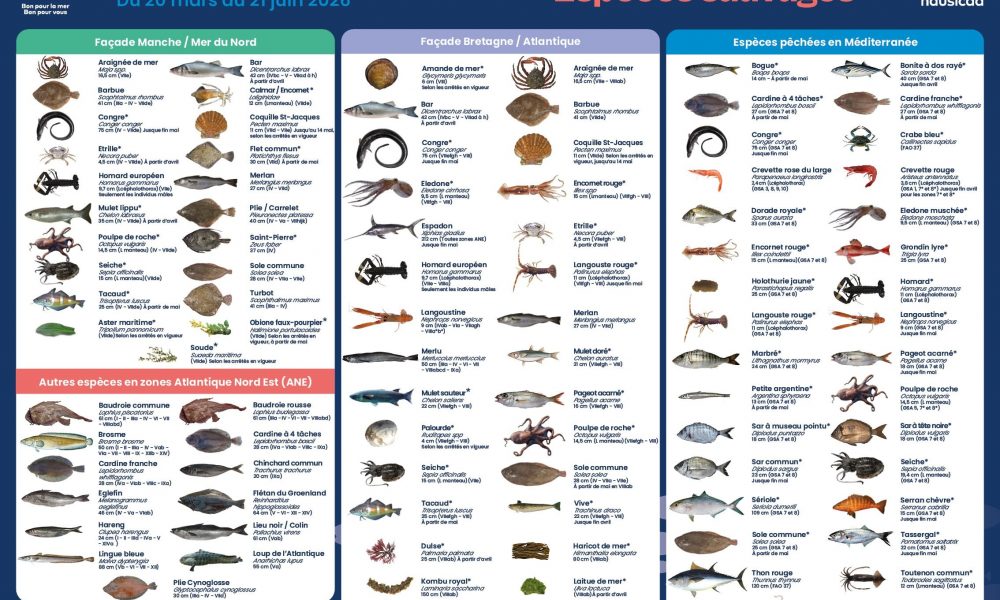 Découvrez le nouveau poster Printemps Mr.Goodfish !