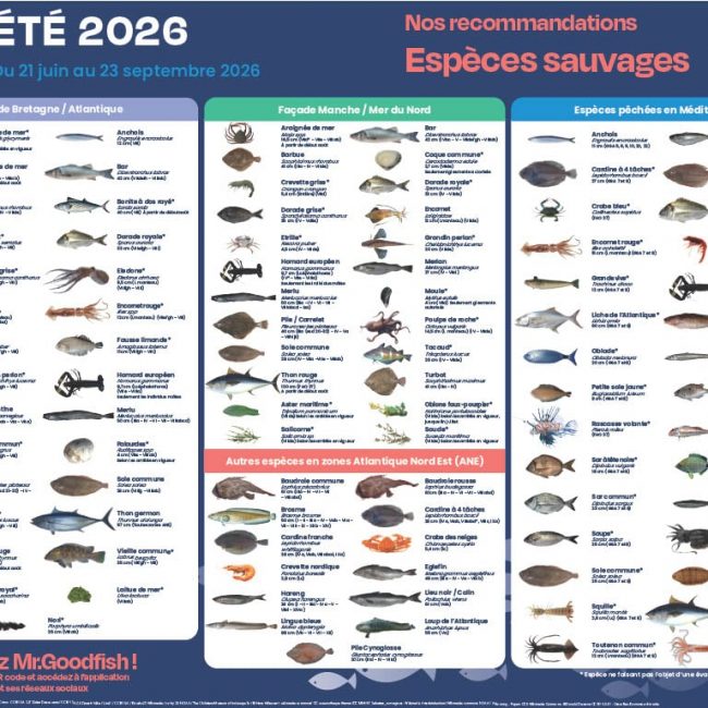 Les recommandations de Mr.Goodfish pour cet été