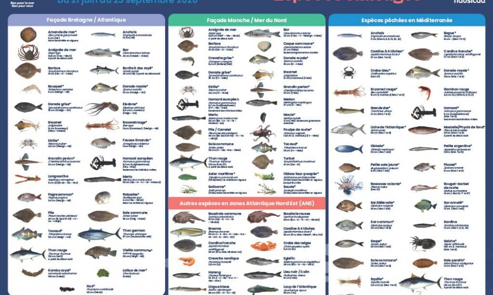 Les recommandations de Mr.Goodfish pour cet été