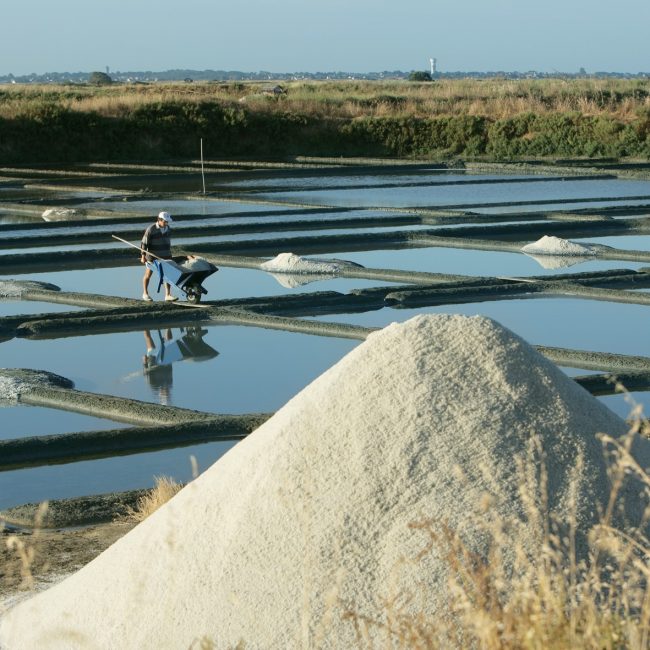 Récolte 2026 : une saison intense pour les paludiers de la coopérative Le Guérandais