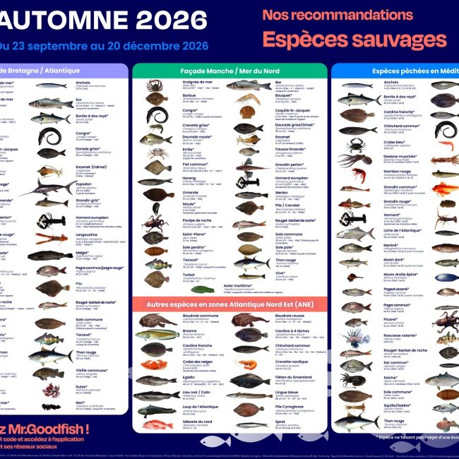 Les recommandations de Mr.Goodfish pour cet automne