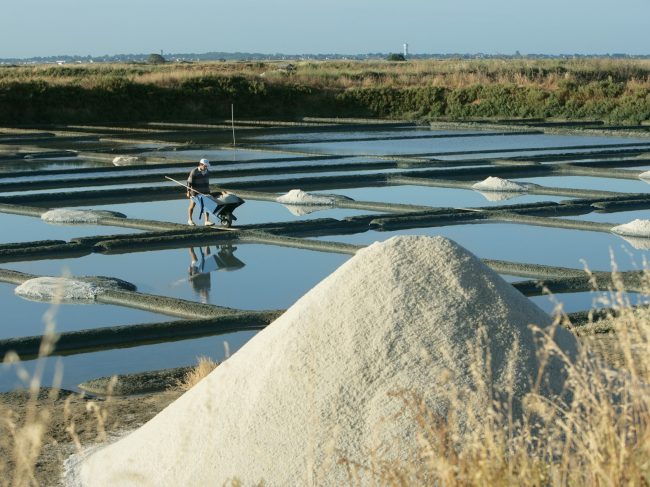 Récolte 2026 : une saison intense pour les paludiers de la coopérative Le Guérandais