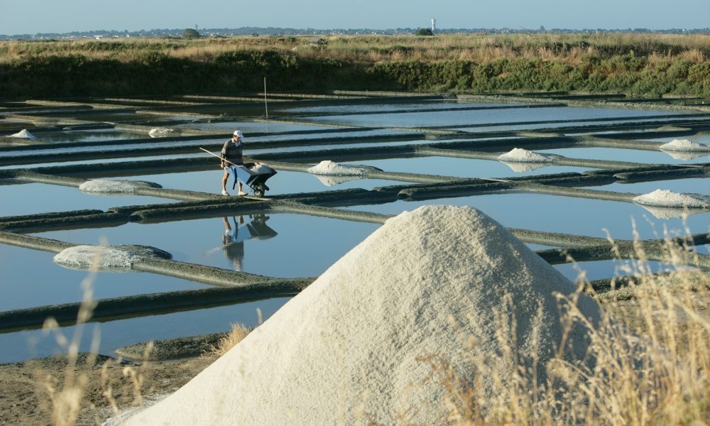 Récolte 2026 : une saison intense pour les paludiers de la coopérative Le Guérandais