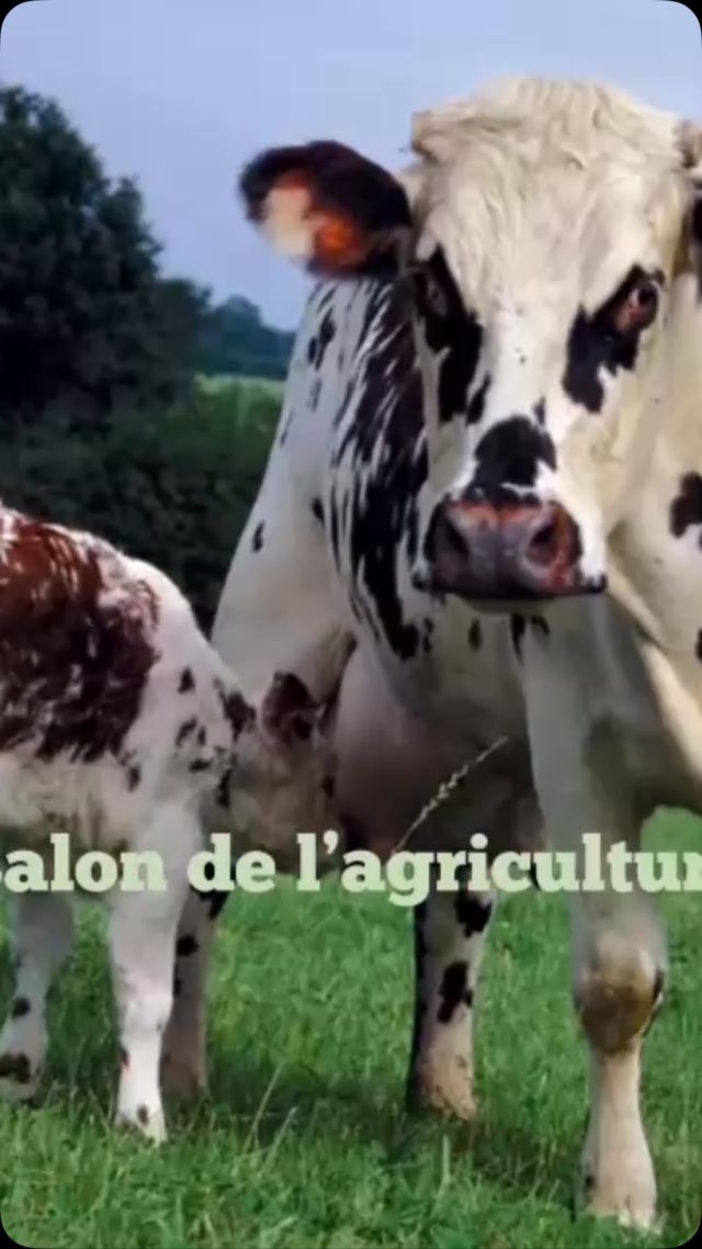 ✨🌱Du 22 février au 2 mars 2025, rejoignez-nous au Salon International de l’Agriculture pour une expérience culinaire inédite ! @agridemain , TSE et Euro-Toques s’associent pour vous accueillir au hall 4, allée B, stand 22, où agriculteurs et chefs cuisiniers uniront leurs talents autour d’une Table d’Hôtes exceptionnelle.

🍽️Points forts de l’événement :
- Rencontres entre agriculteurs innovants et chefs passionnés.
- Dégustations de plats créés à partir de produits de saison.
- Échanges sur les enjeux futurs de l’agriculture et de la cuisine durable.

🎤🇪🇺Événement spécial :Le vendredi 28 février 2025, le commissaire européen agricole @christophe_hansen sera l’invité d’honneur d’un déjeuner-débat sur le thème « Mieux comprendre l’agriculture pour mieux se nourrir ». Cet échange réunira 12 personnalités des mondes agricole, gastronomique et éducatif pour discuter des enjeux de l’agriculture durable et de la gastronomie responsable.

🌳 #agriculturedurable #gastronomieresponsable #salonagriculture2025 #chef #agriclture #food #foodporn #manger #produitsaison #produitfrais #salon #agriculteur #producteur