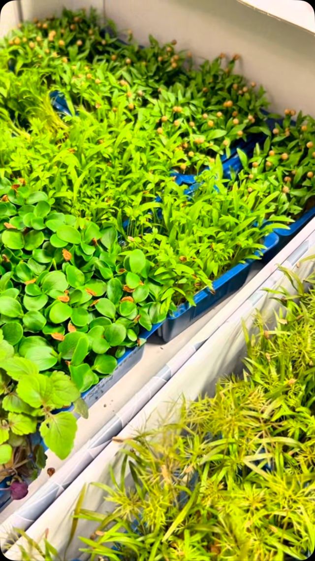 Retour sur la masterclass #ETJ sur le thème des micro-pousses en présence de notre partenaire @koppertcressfrance , des chefs @nicolasbreneliere @vianneylecocq et les jeunes de l’école @ferrandiparis .
.
#micropousse #micropousses🌱 #degustation #decouverte #masterclass #food #foodporn #tartaredethon #poisson #mer